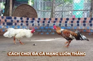 Bí Kíp Cách Chơi Đá Gà Sabong Tại Fan52 Thắng Lớn Mỗi Ngày