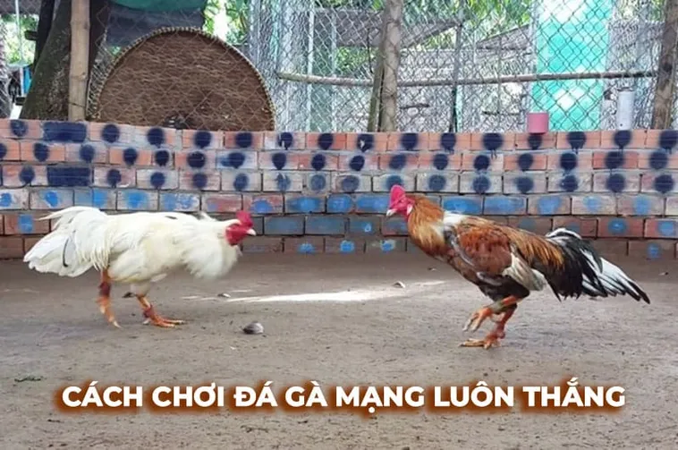 Bí Kíp Cách Chơi Đá Gà Sabong Tại Fan52 Thắng Lớn Mỗi Ngày 1 Bí Kíp Cách Chơi Đá Gà Sabong Tại Fan52 Thắng Lớn Mỗi Ngày